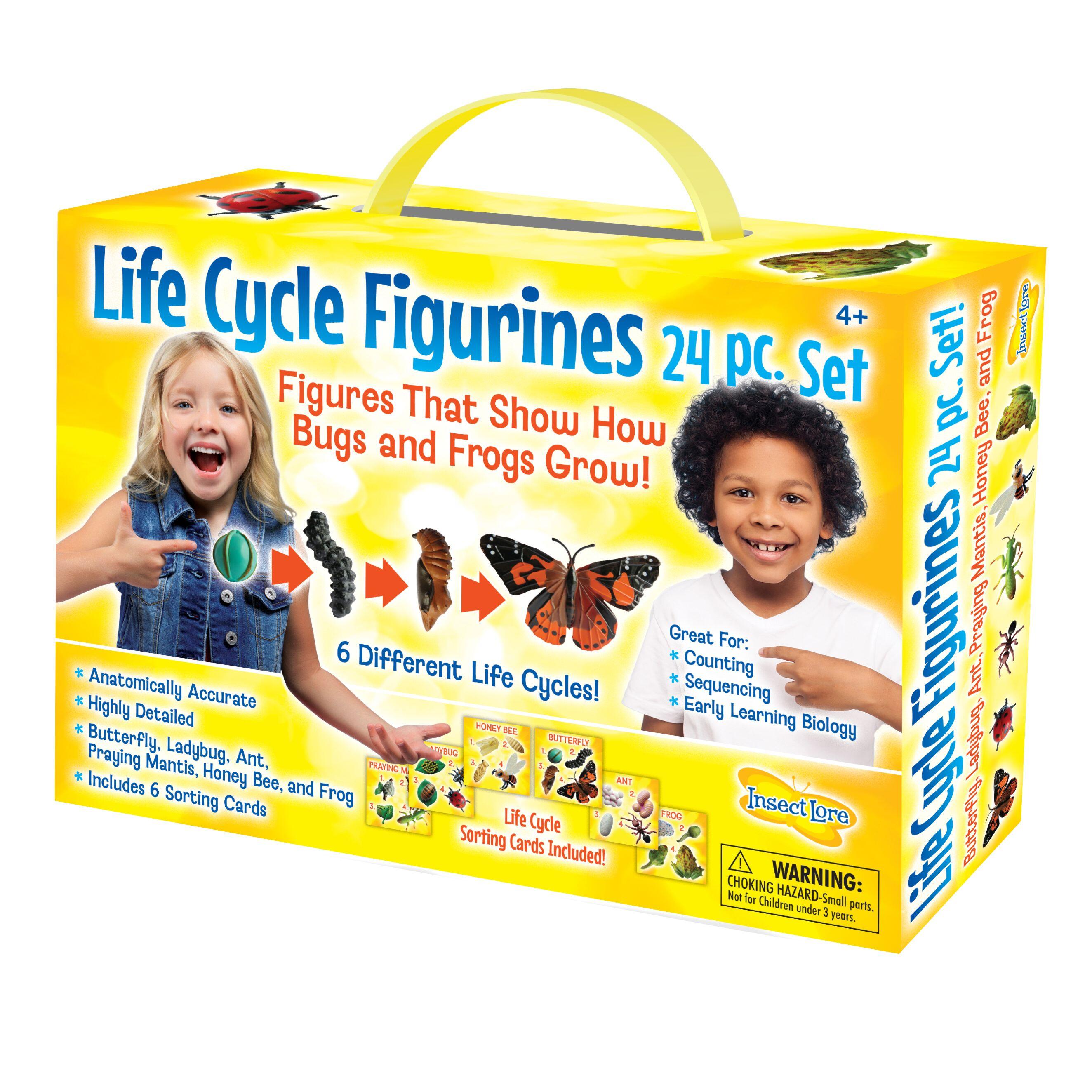 LIFE CYCLE STATES COMPLETE SET