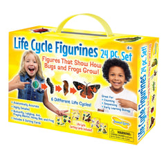 LIFE CYCLE STATES COMPLETE SET