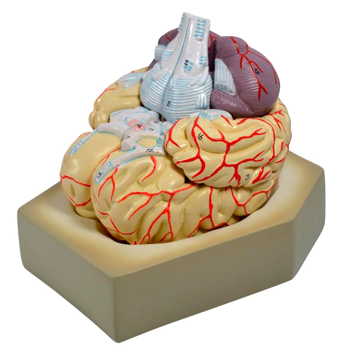 MODEL HUMAN BRAIN
