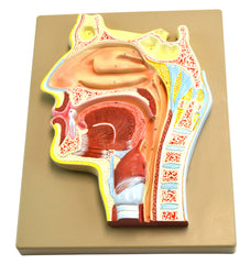 MODEL HUMAN NOSE LONGITUDINAL SECTION