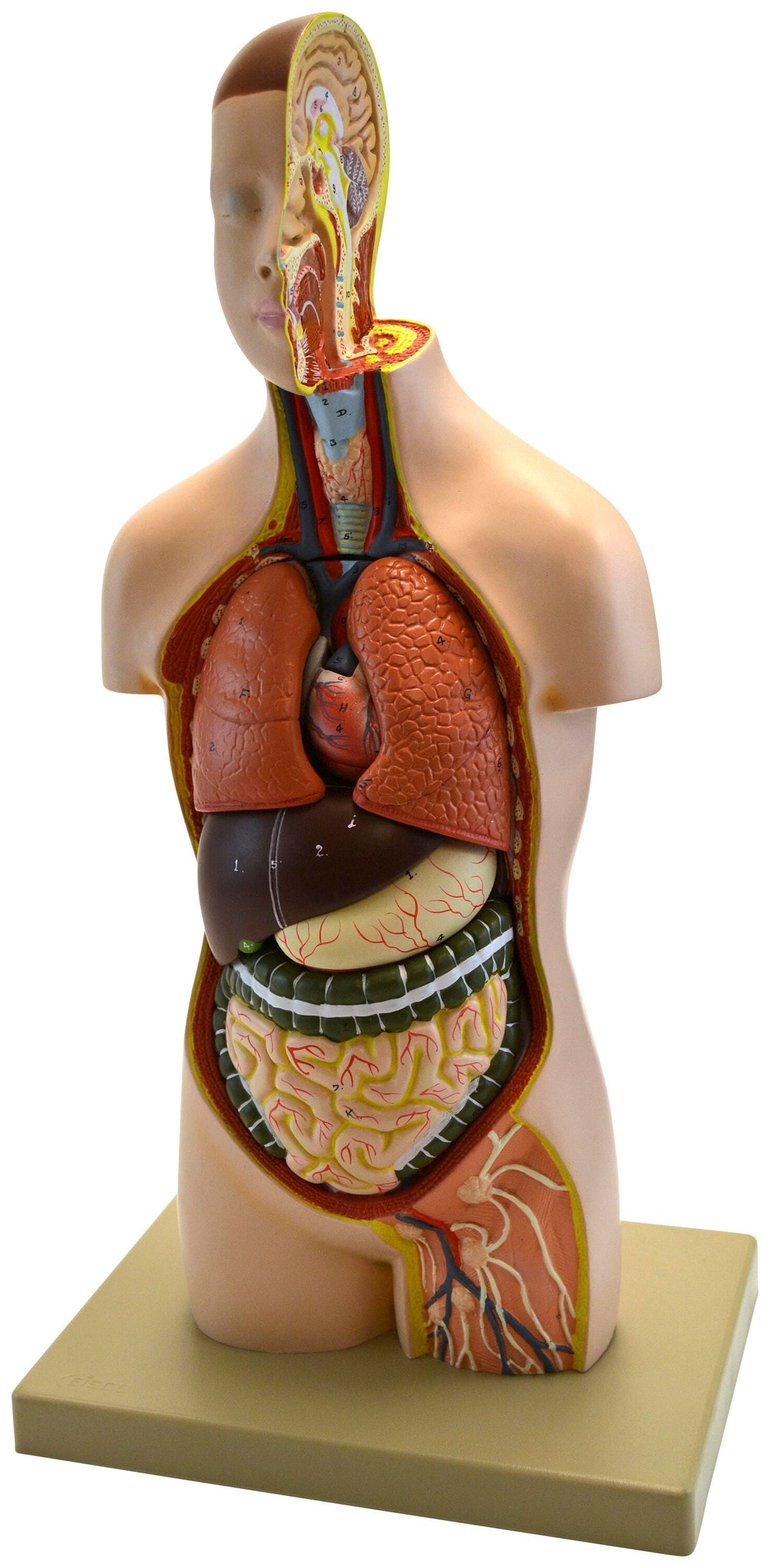 MODEL YOUTH TORSO WITH HEAD