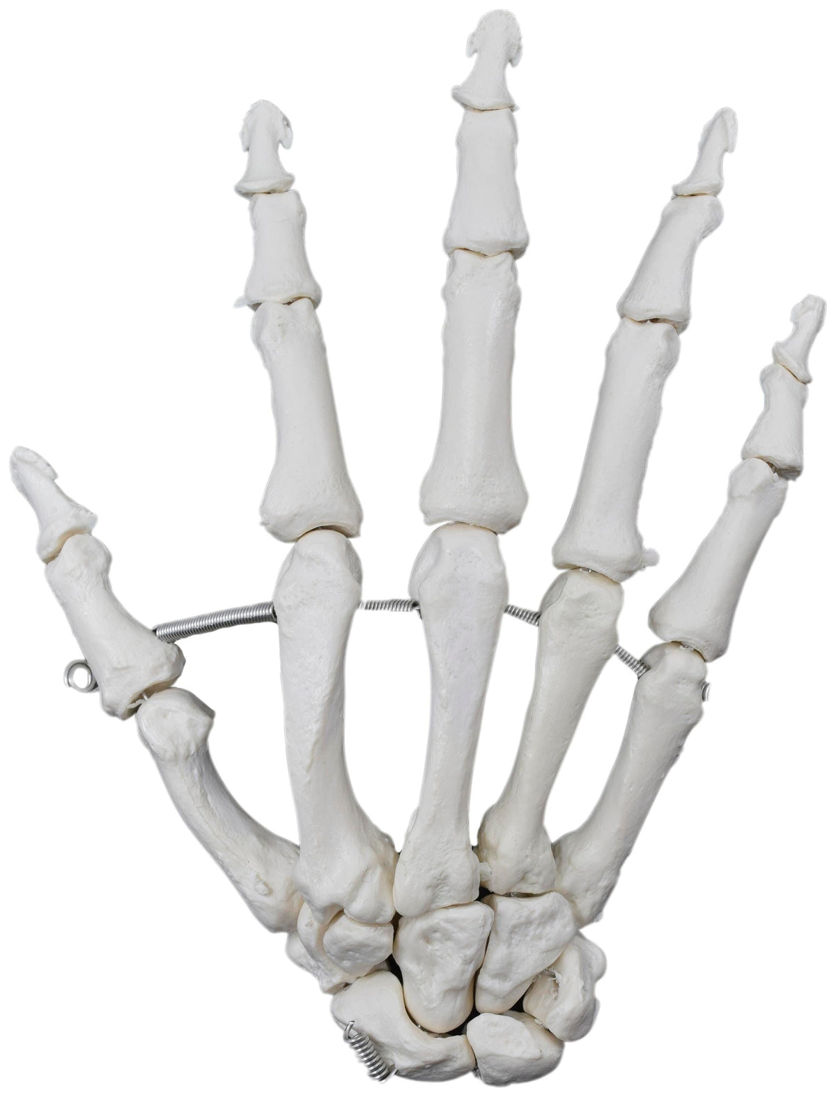 MODEL RIGHT HAND BONES ARTICULATED