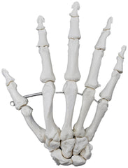 MODEL RIGHT HAND BONES ARTICULATED