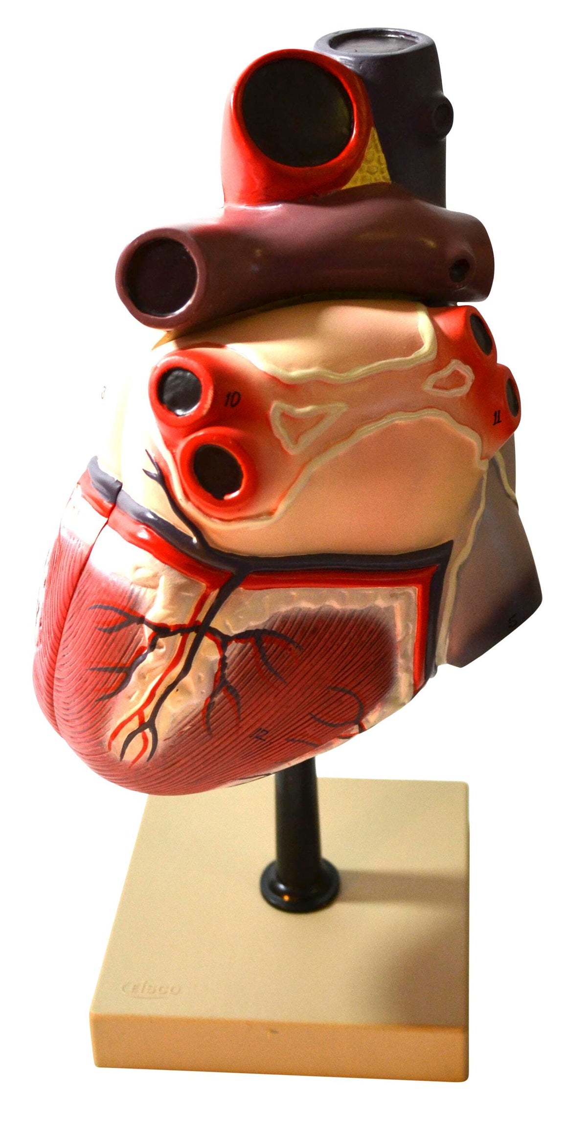 MODEL HUMAN HEART