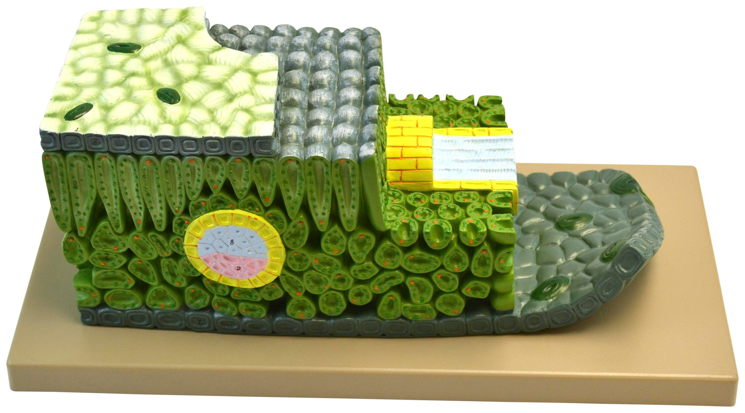 MODEL MICRO STRUCTURE OF DICOT LEAF