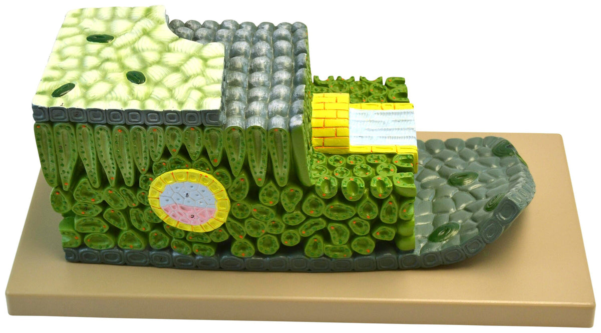 MODEL MICRO STRUCTURE OF DICOT LEAF