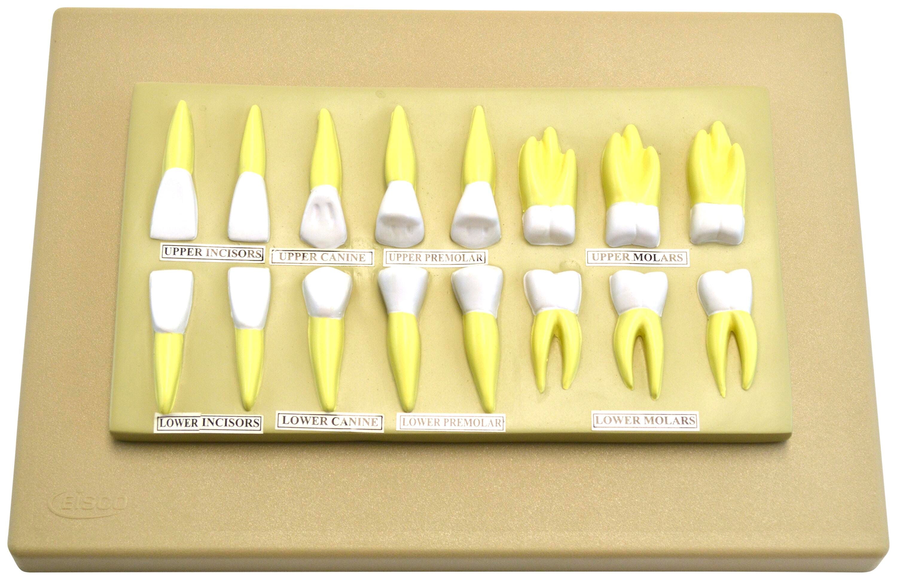 MODEL HUMAN TEETH SET OF 16