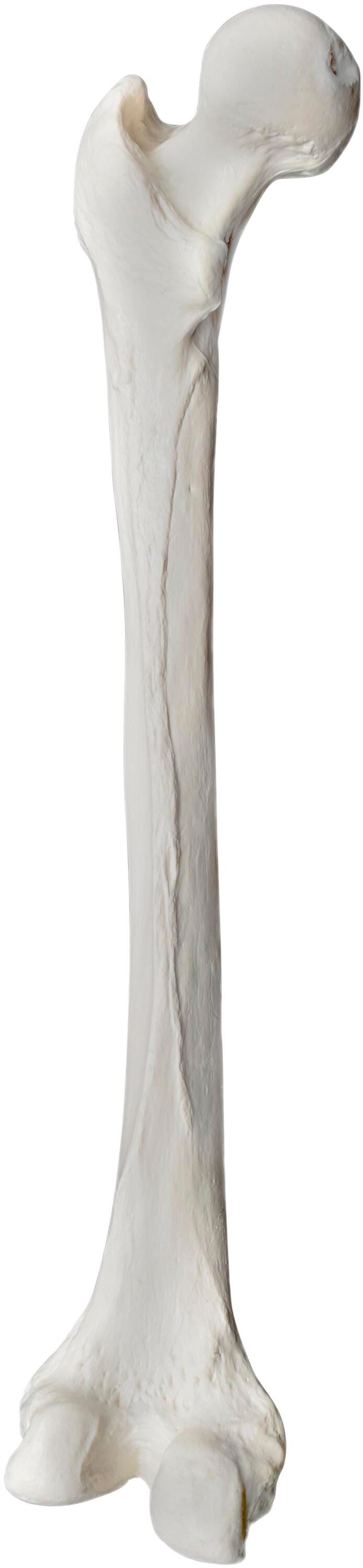 MODEL LEFT FEMUR BONE