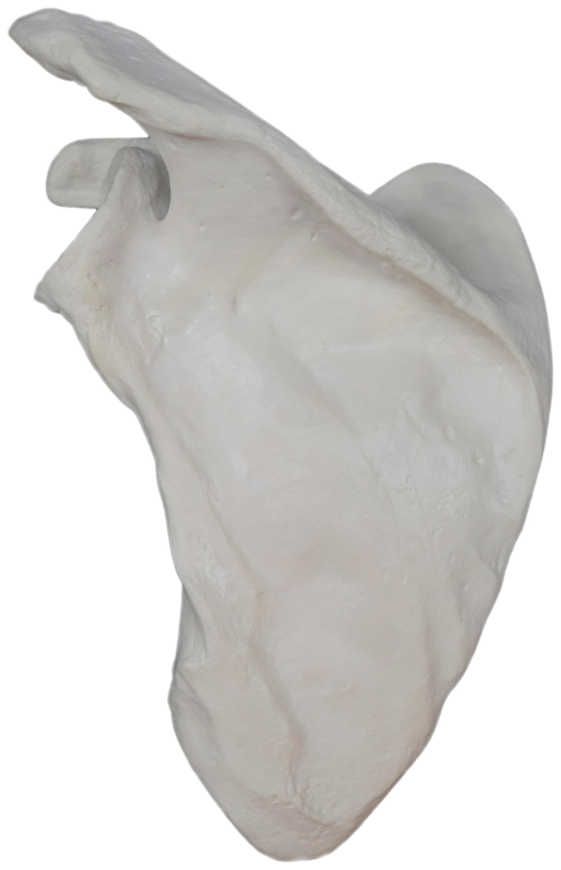 MODEL LEFT SCAPULA BONE