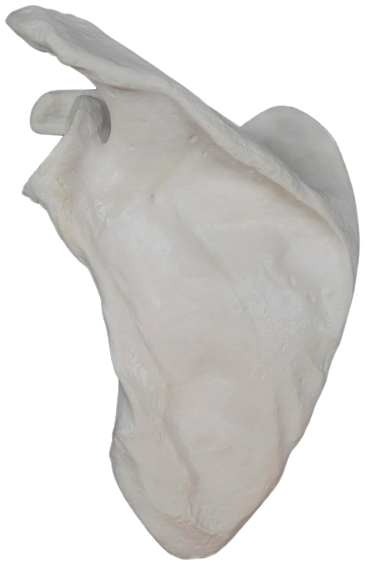 MODEL LEFT SCAPULA BONE