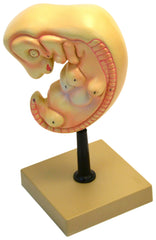 MODEL HUMAN EMBRYO 4 WEEKS