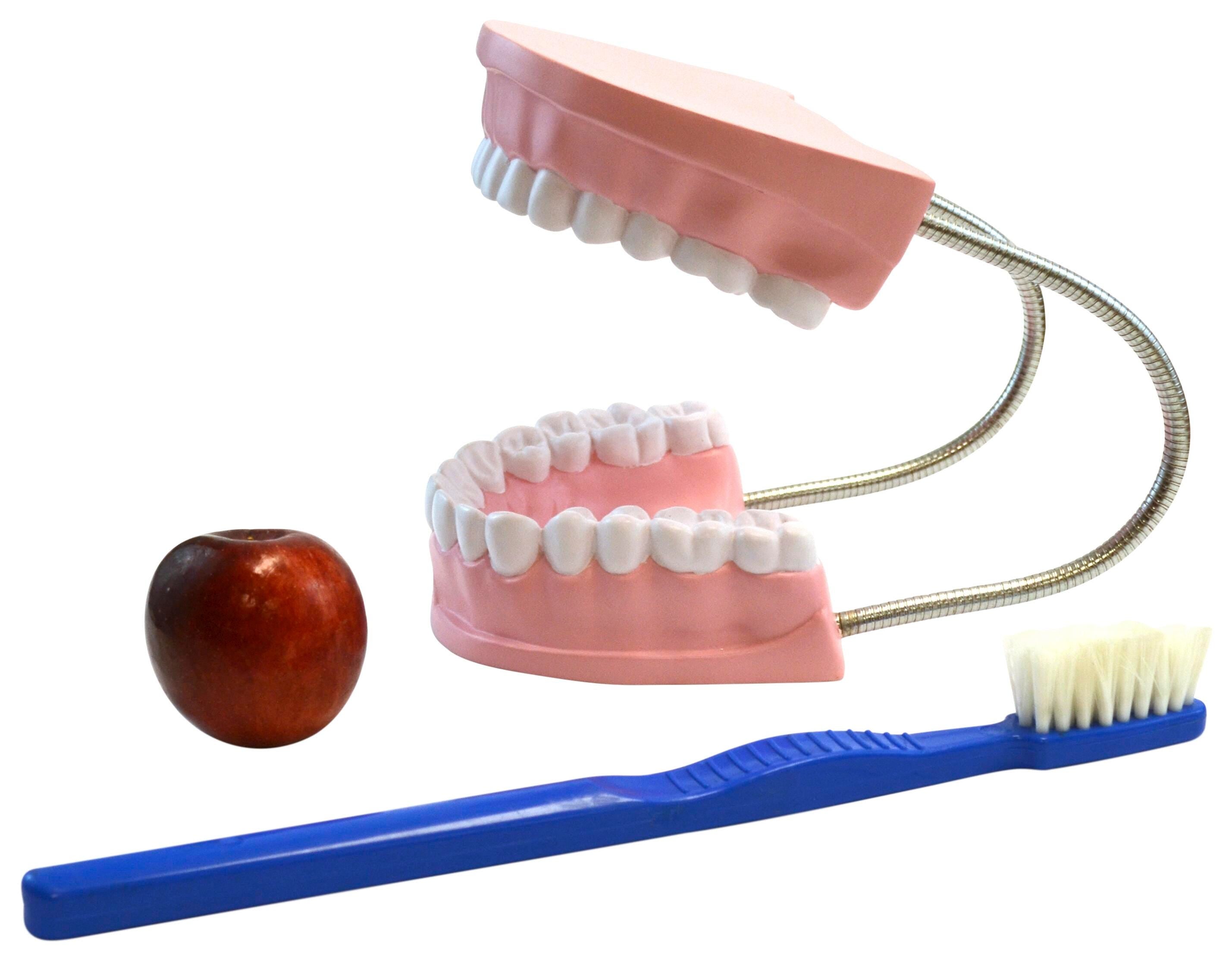 MODEL OVERSIZED DENTAL CARE