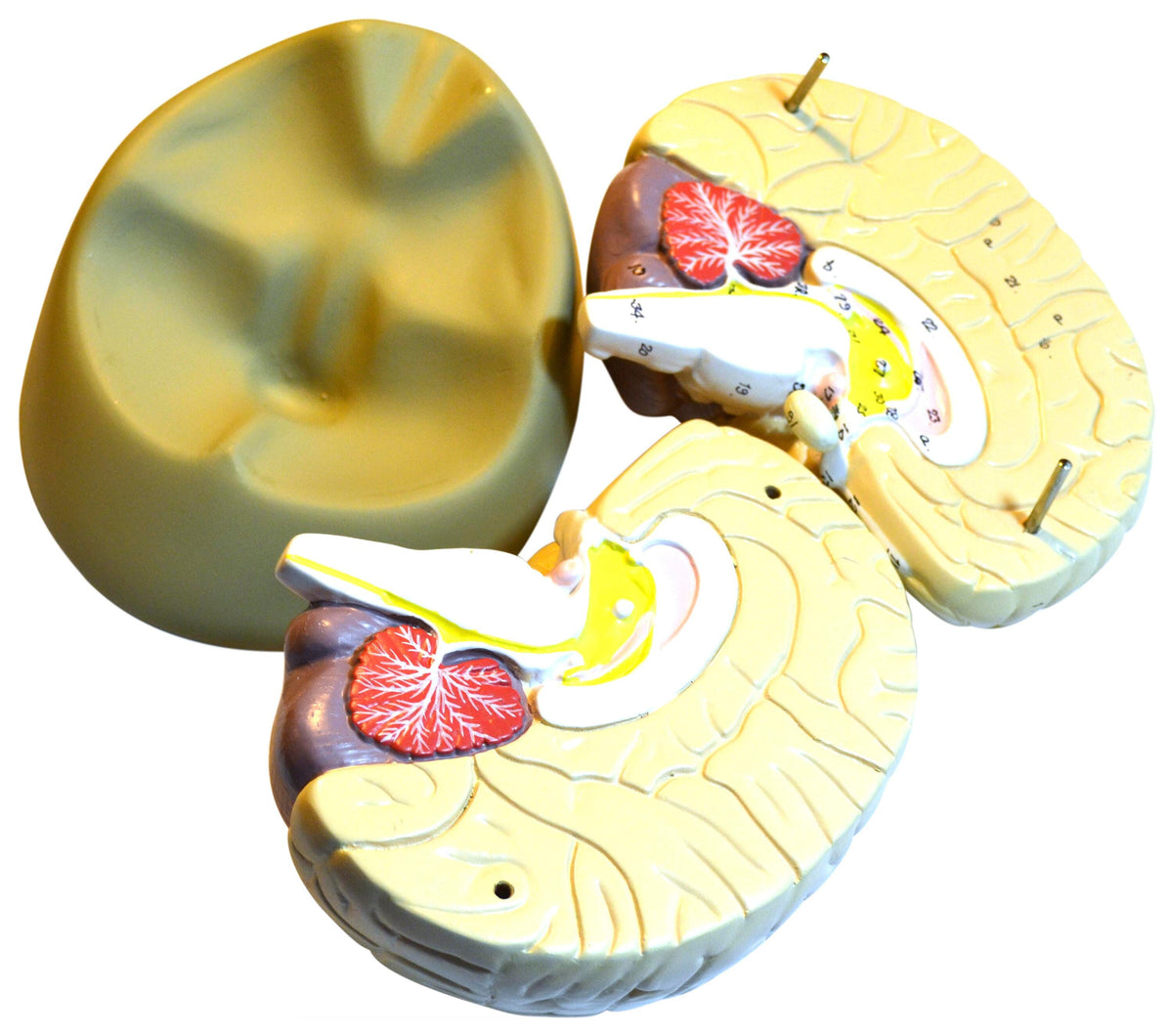 MODEL DETAILED HUMAN BRAIN