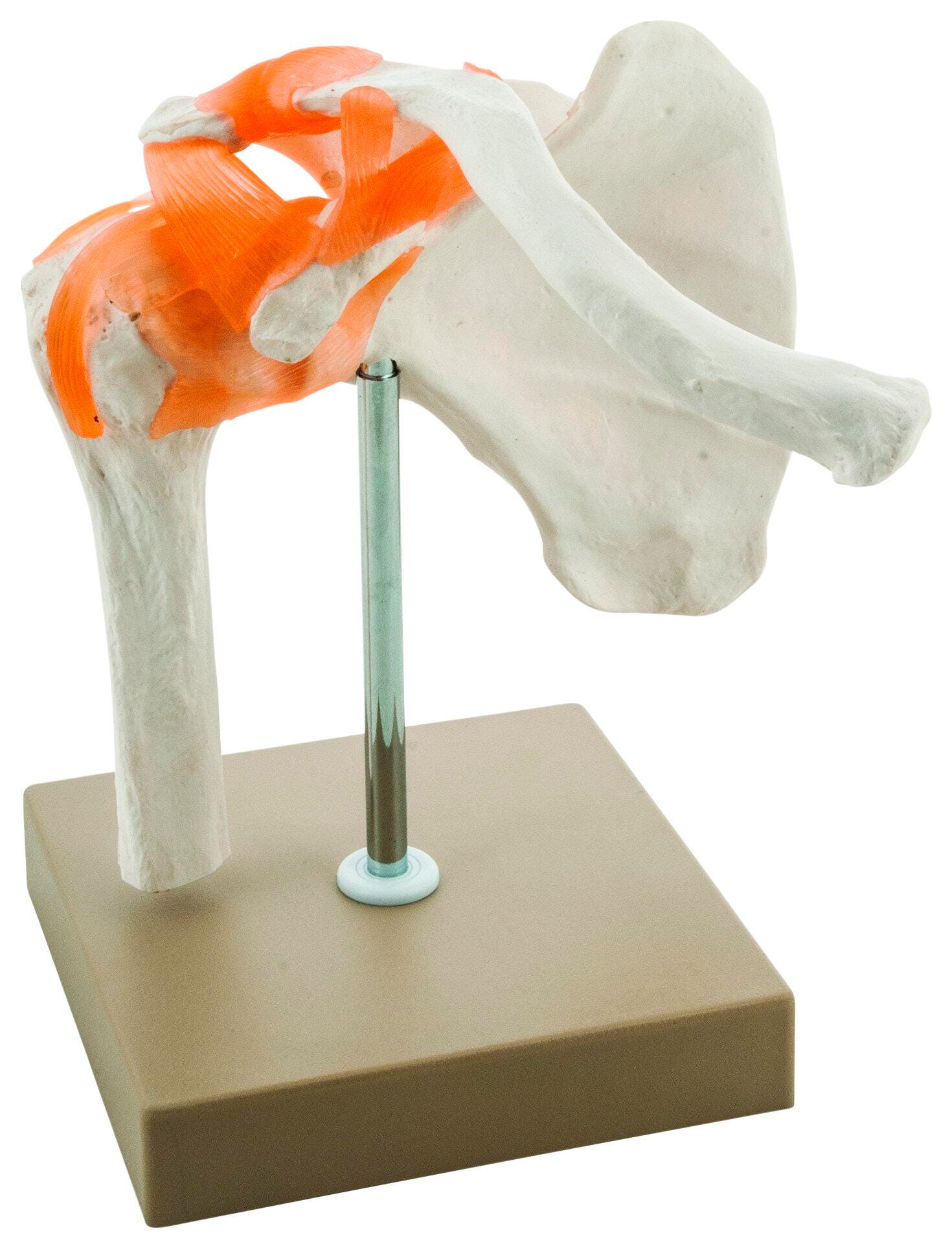 MODEL HUMAN SHOULDER JOINT