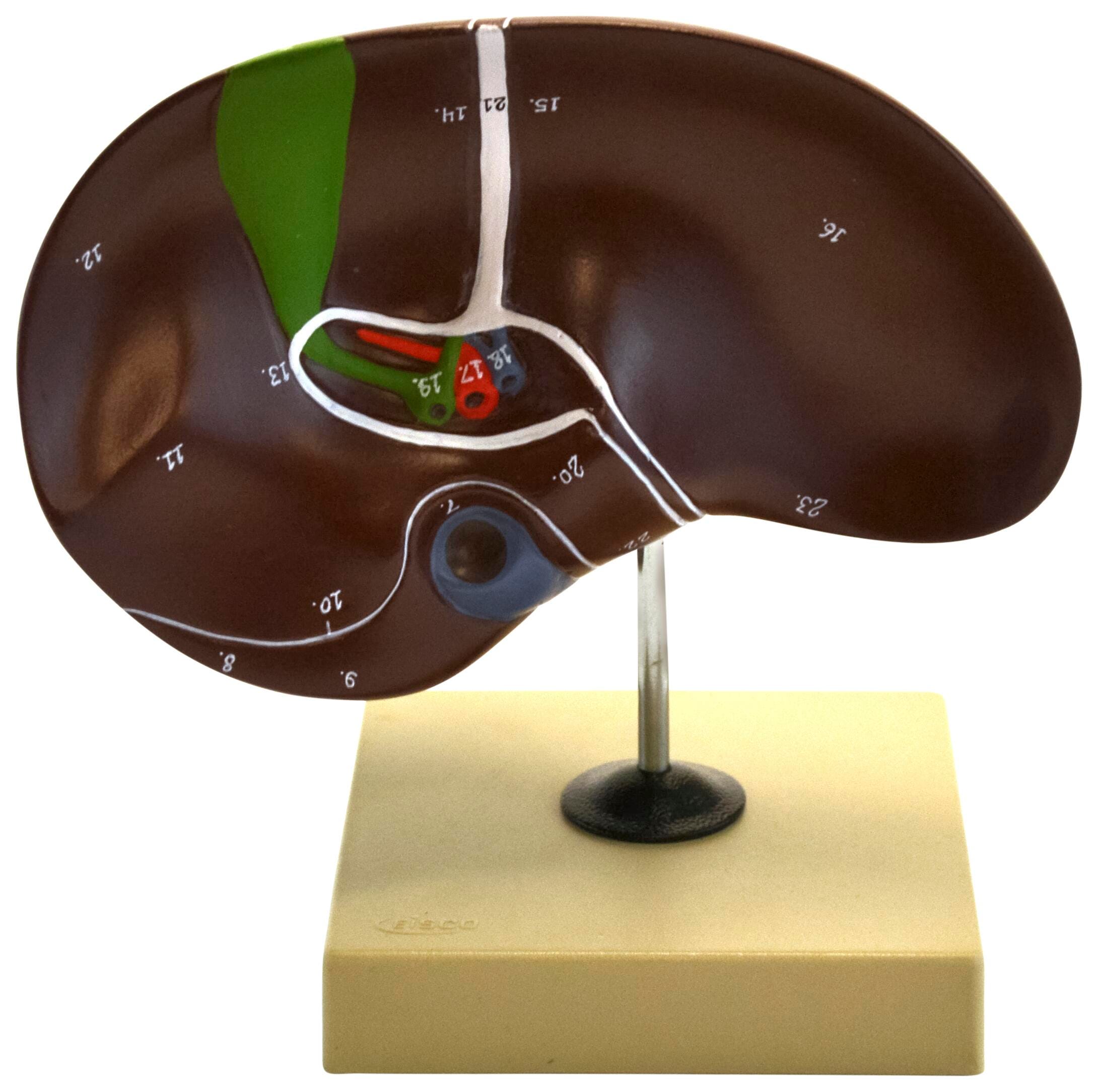 MODEL HUMAN LIVER WITH GALLBLADDER