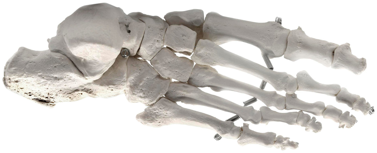 MODEL RIGHT FOOT BONES ARTICULATED