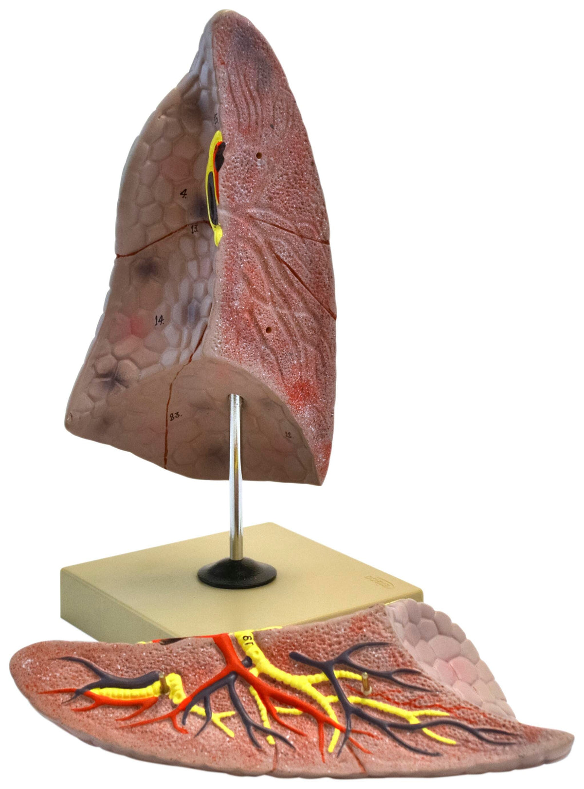 MODEL HUMAN RIGHT LUNG