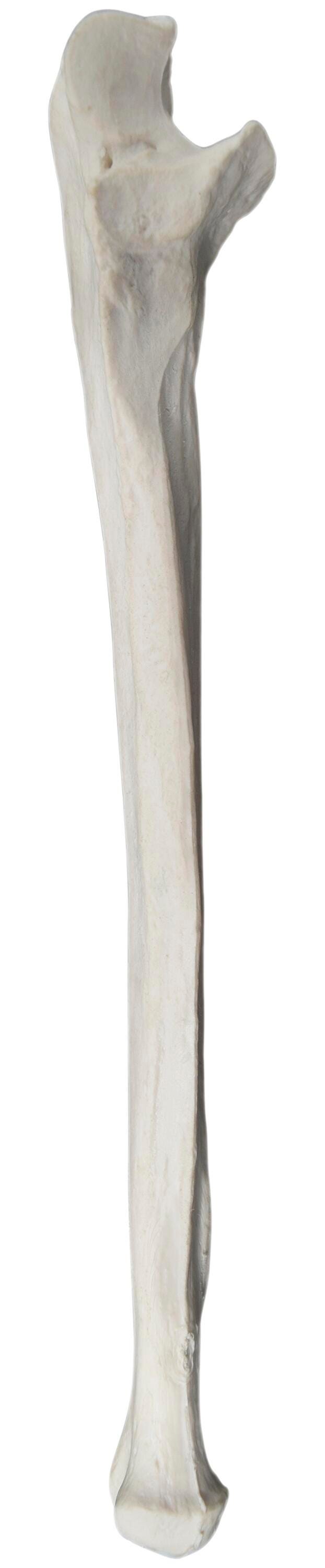 MODEL RIGHT ULNA BONE