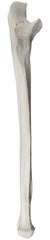 MODEL RIGHT ULNA BONE