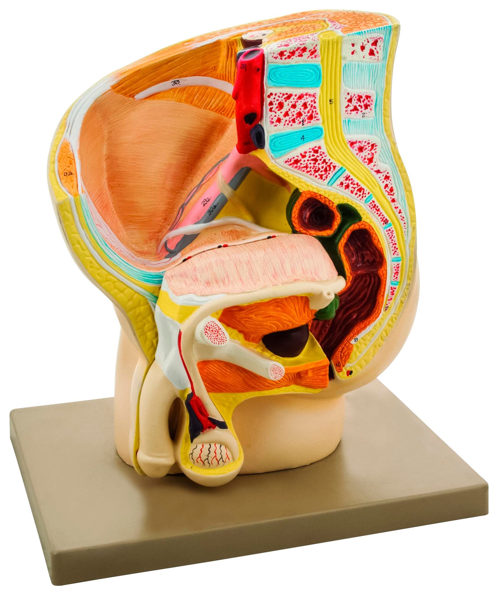 MODEL MALE PELVIS SECTION 2 PARTS