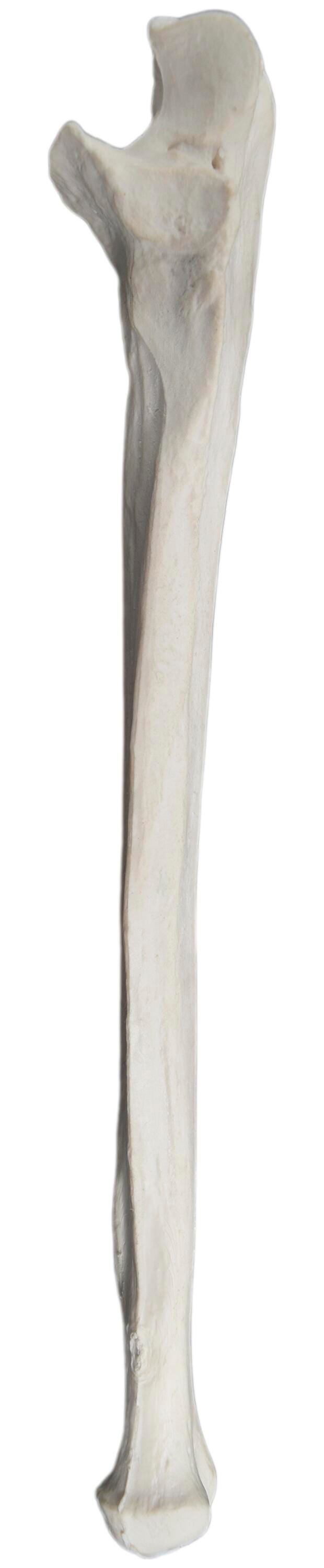 MODEL LEFT ULNA BONE