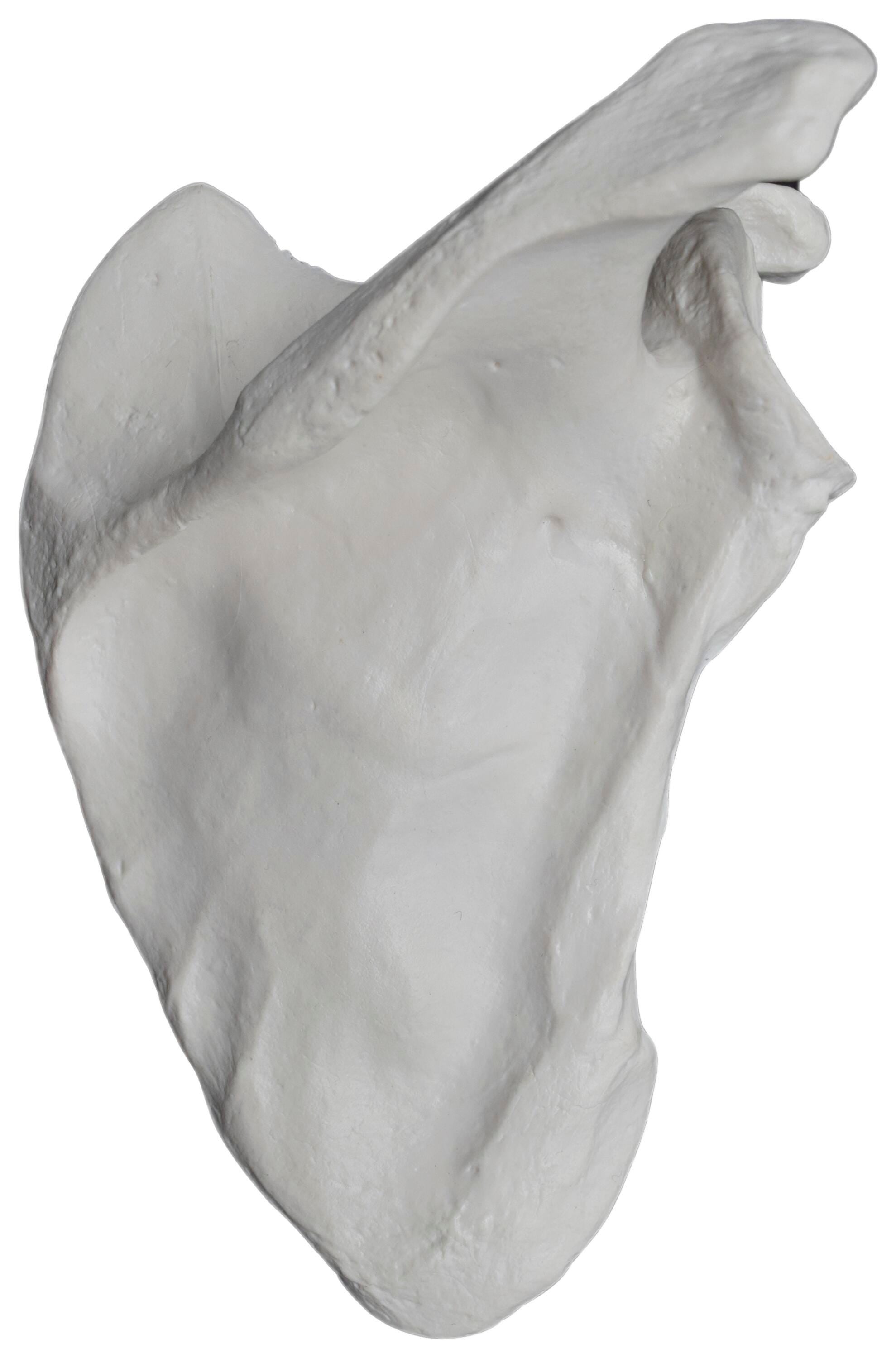 MODEL RIGHT SCAPULA BONE