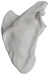 MODEL RIGHT SCAPULA BONE