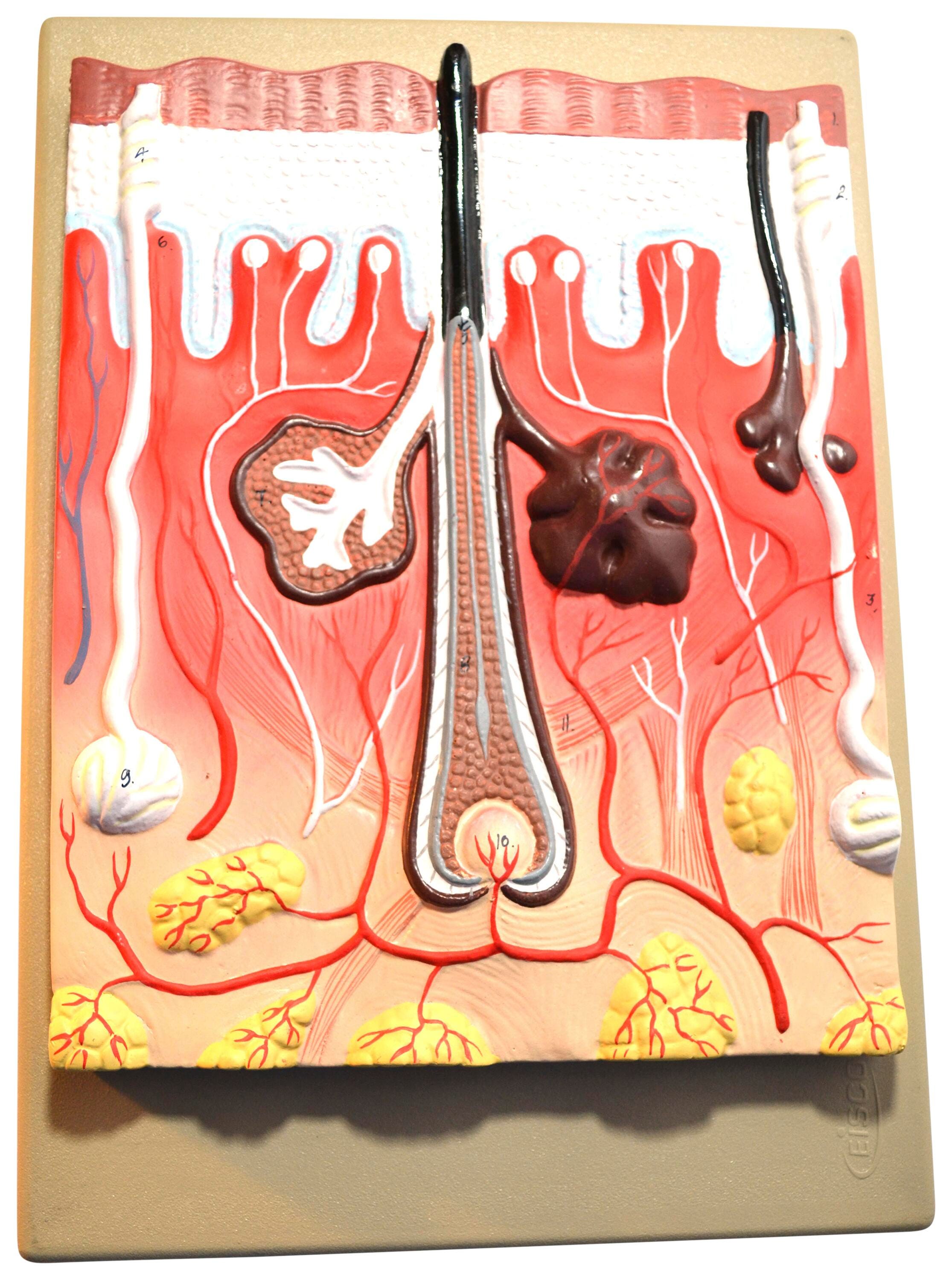 MODEL HUMAN SKIN WITH HAIR