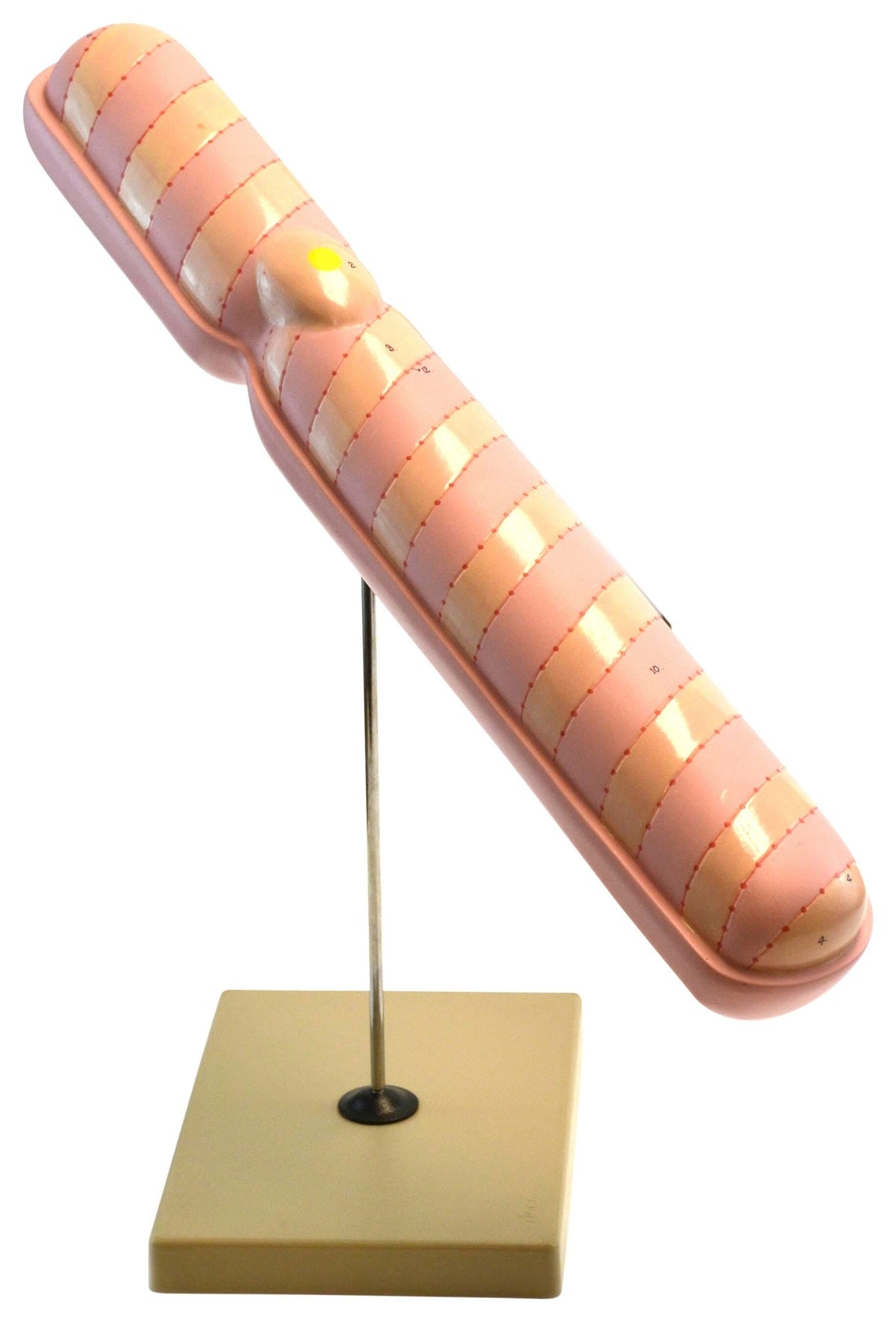 MODEL CHROMOSOME MOUNTED