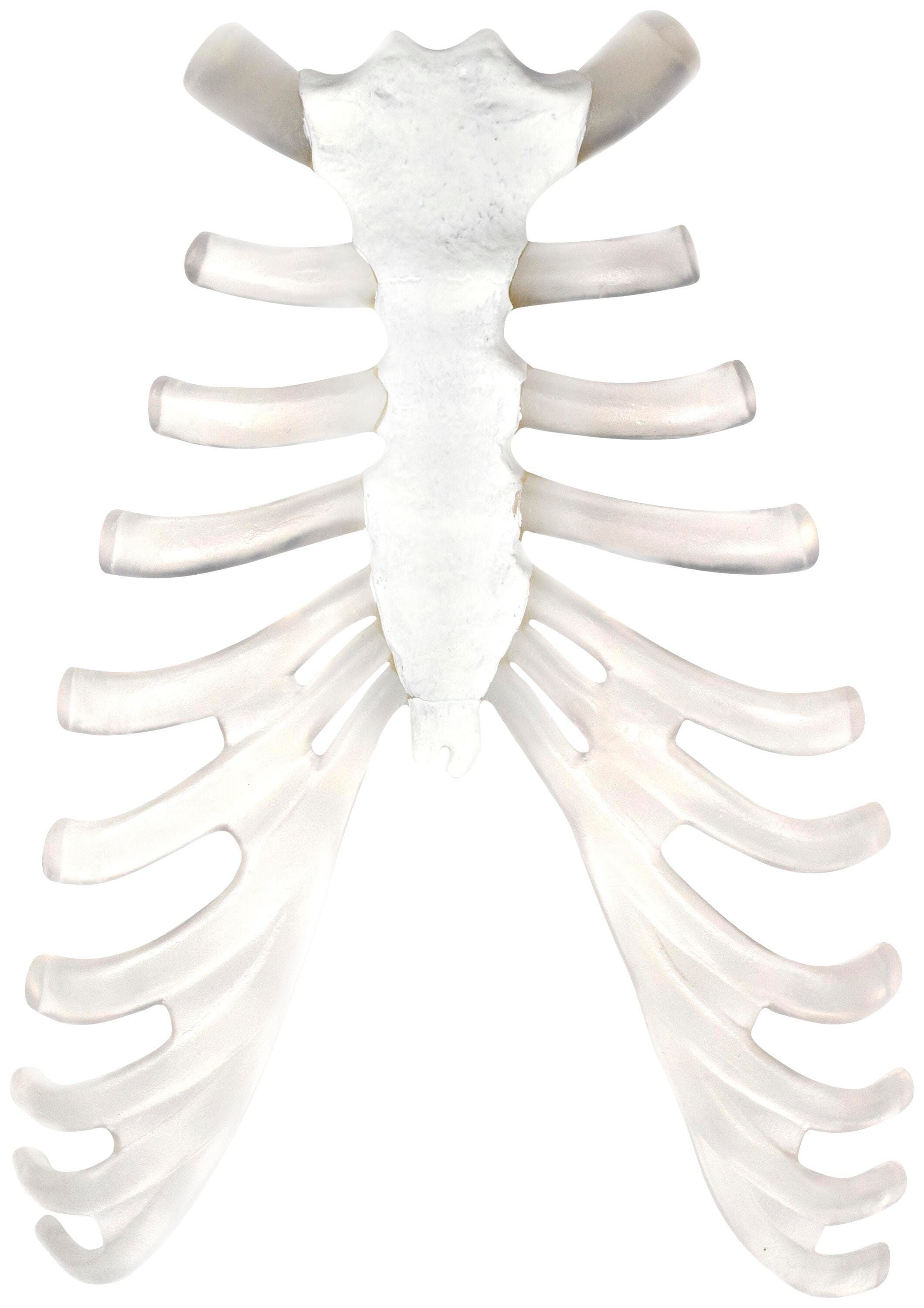 MODEL STERNUM BONE AND CARTILAGE