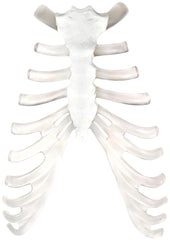 MODEL STERNUM BONE AND CARTILAGE