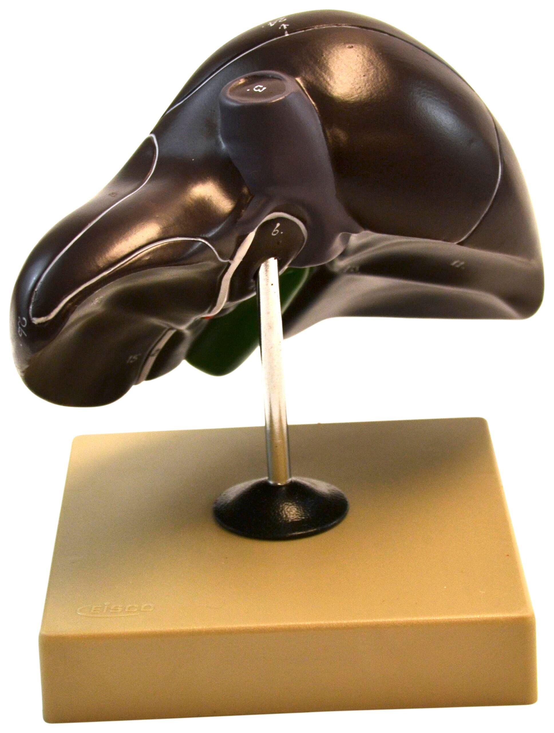 MODEL HUMAN LIVER HALF WITH GALLBLADDER