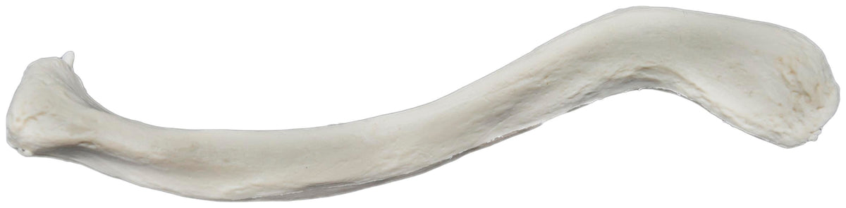 MODEL LEFT CLAVICLE BONE