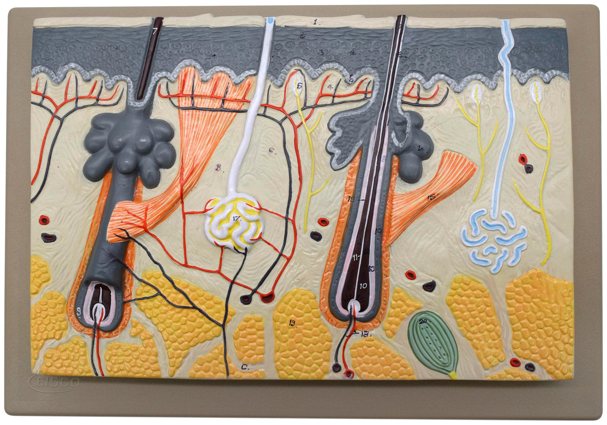 MODEL HUMAN SKIN 70 TIMES ENLARGED