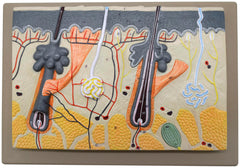 MODEL HUMAN SKIN 70 TIMES ENLARGED