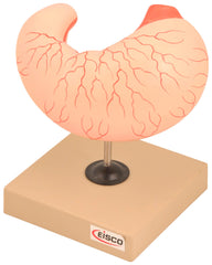 MODEL HUMAN STOMACH