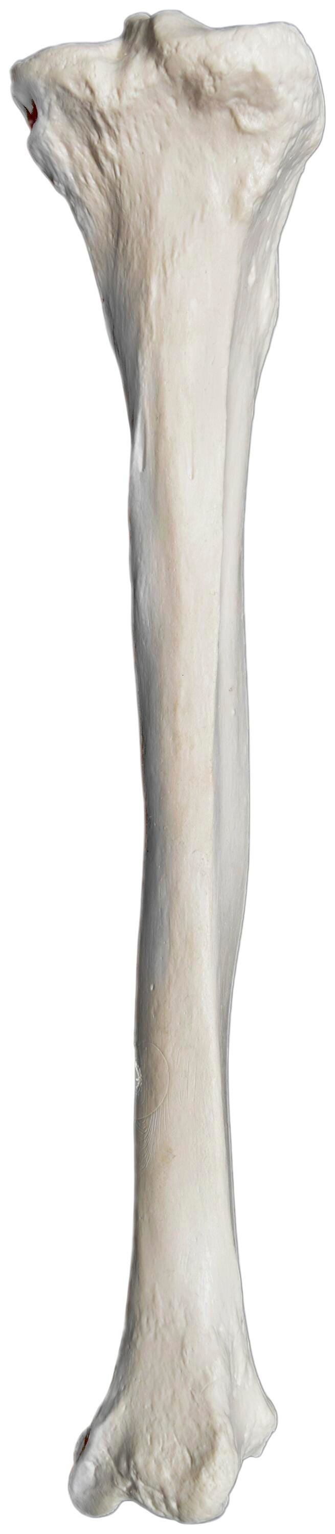 MODEL RIGHT TIBIA BONE