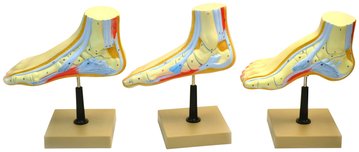 MODEL HUMAN FEET