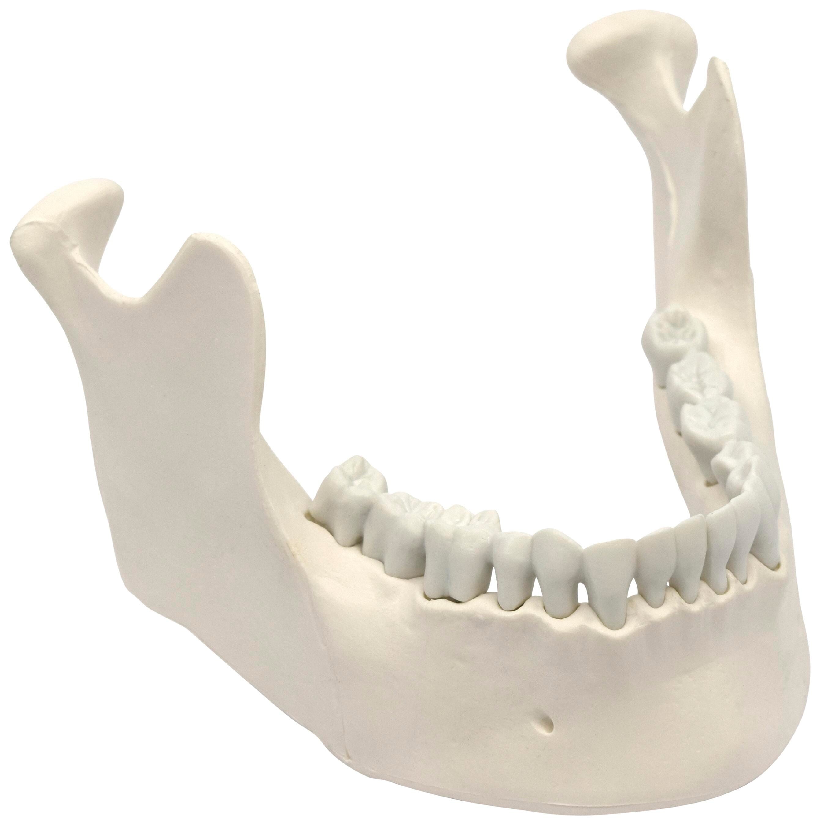 MODEL MANDIBLE AND LOWER JAW