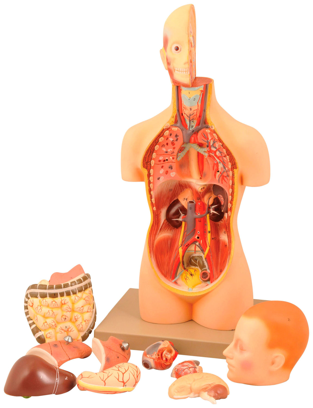 MODEL TORSO WITH DISSECTABLE HEAD