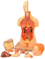 MODEL TORSO WITH DISSECTABLE HEAD