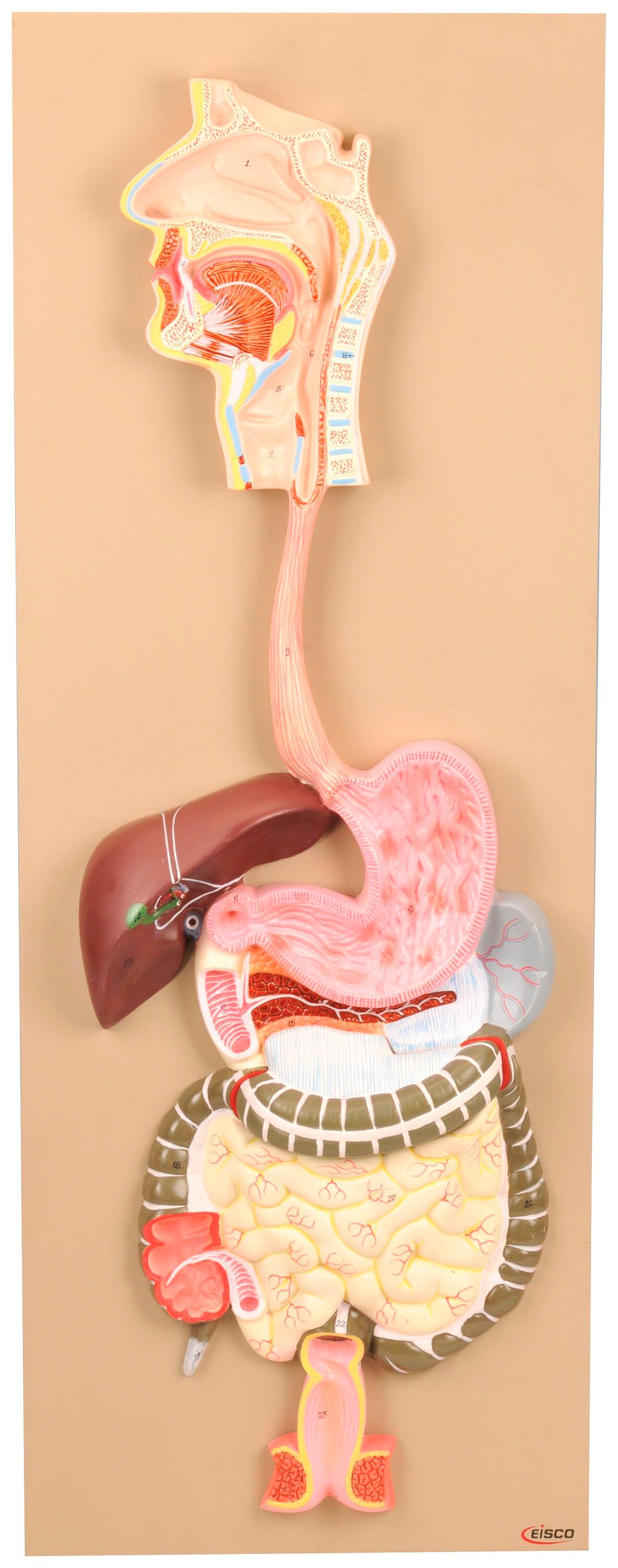 MODEL HUMAN DIGESTIVE SYSTEM 2 PARTS