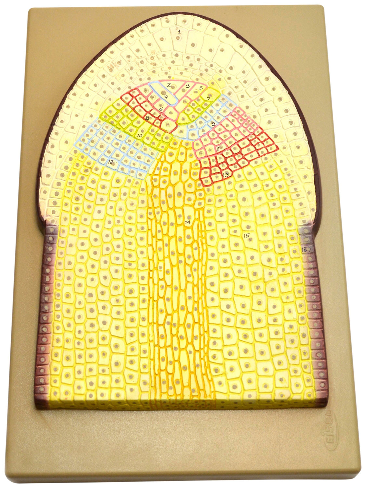 MODEL ROOT TIP ON BASE