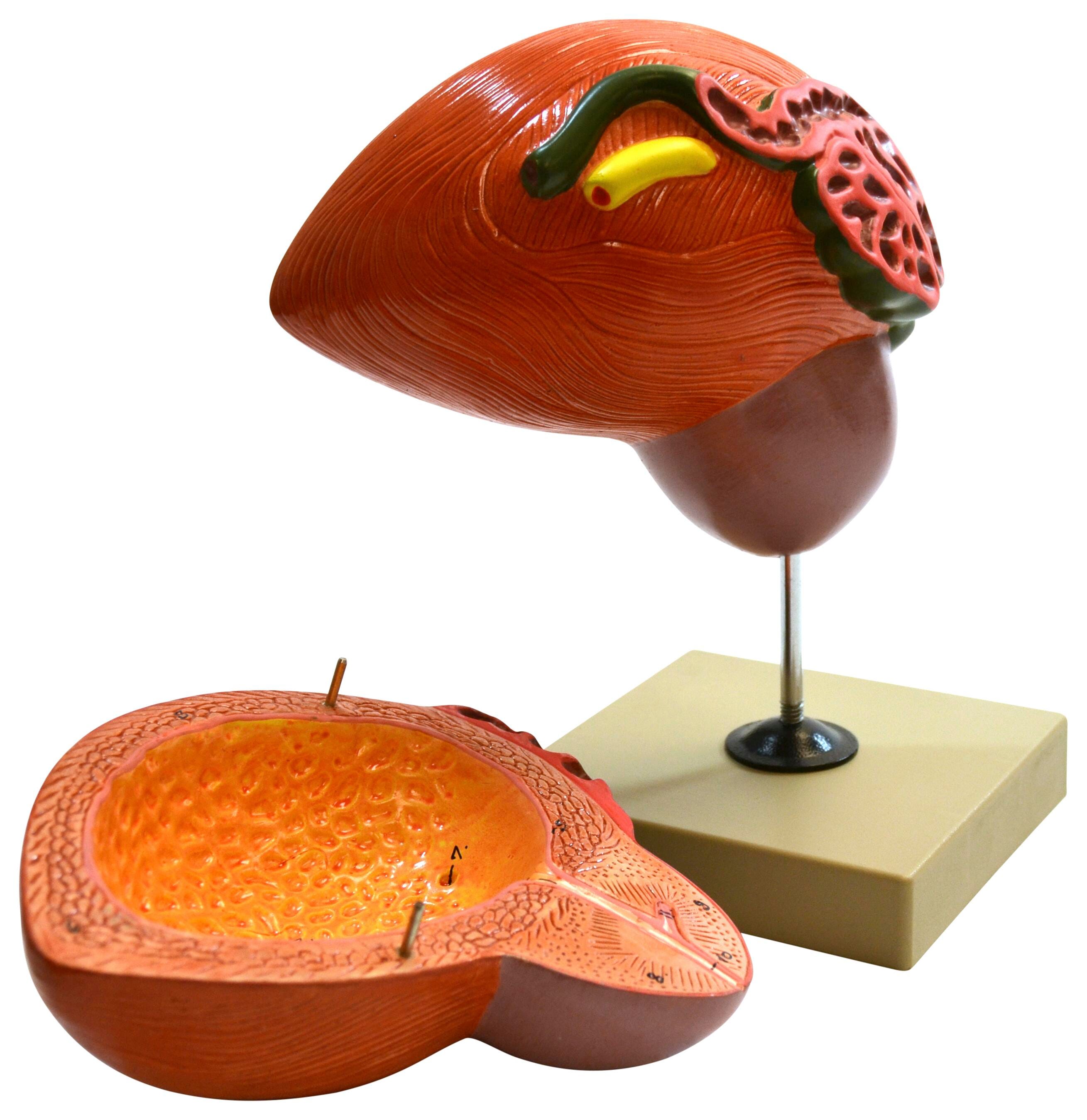 MODEL URINARY BLADDER WITH PROSTATE