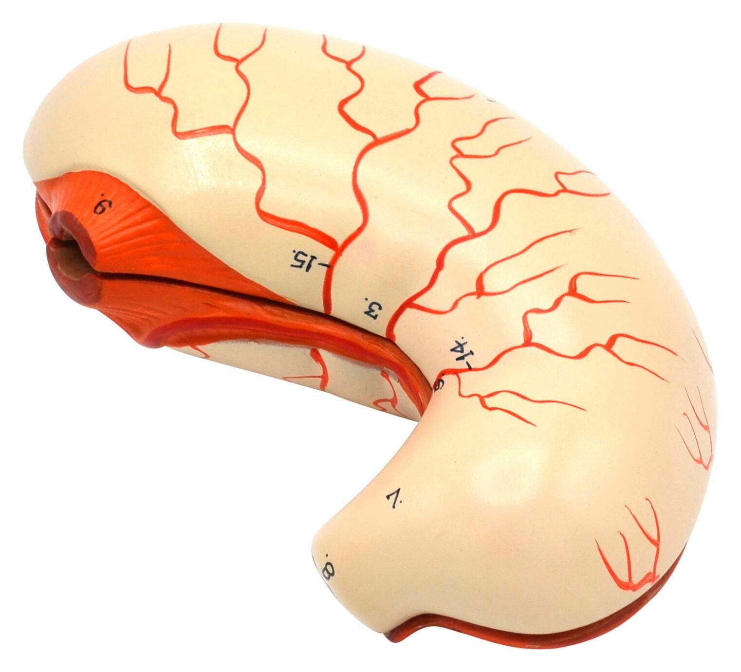 MODEL HUMAN STOMACH BISECTION