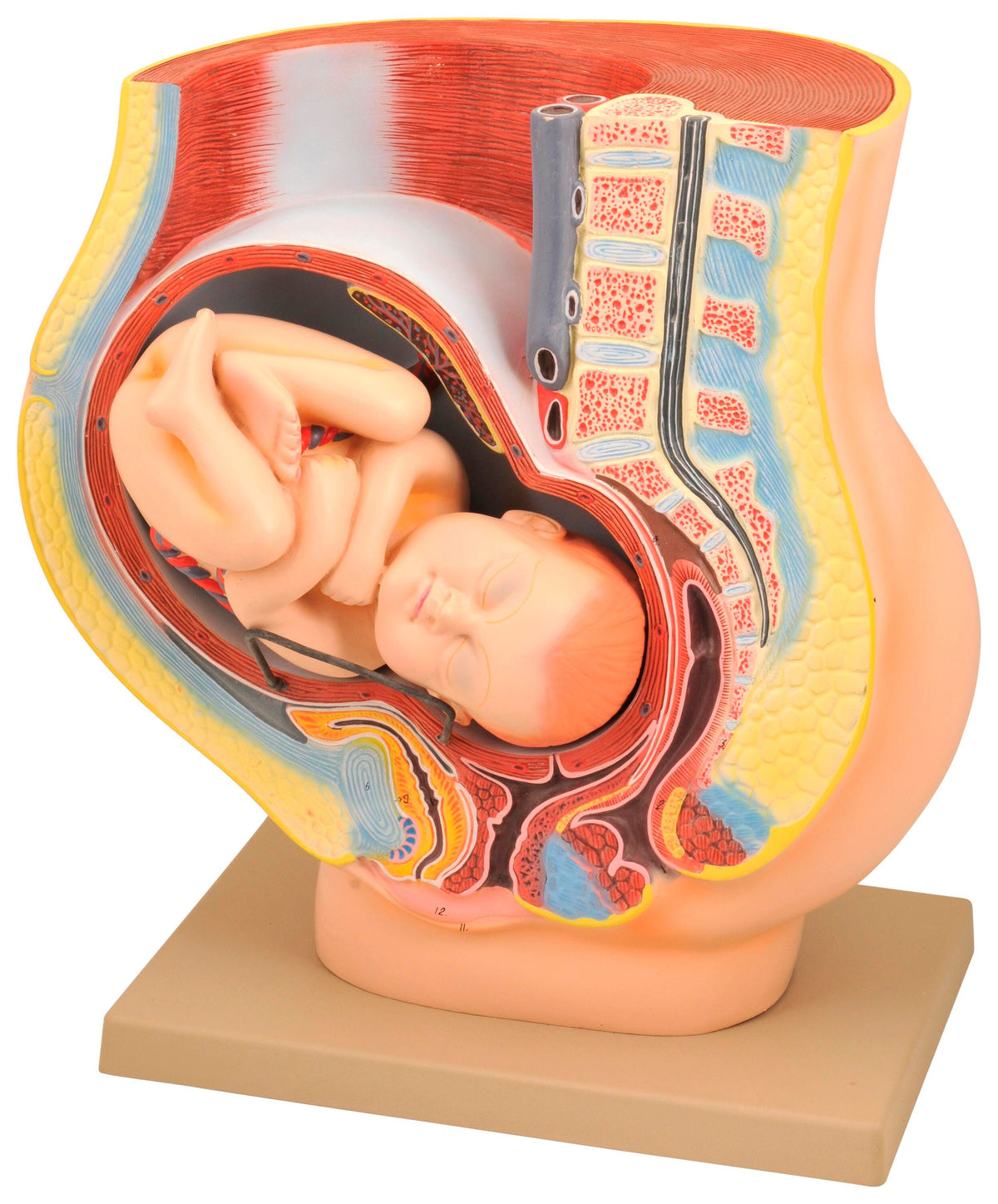 MODEL HUMAN PREGNANCY PELVIS