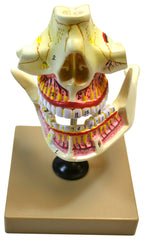 MODEL ADULT JAW UPPER AND LOWER