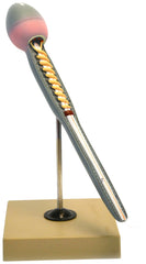 MODEL HUMAN SPERM