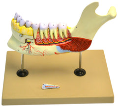 MODEL LOWER HUMAN JAW