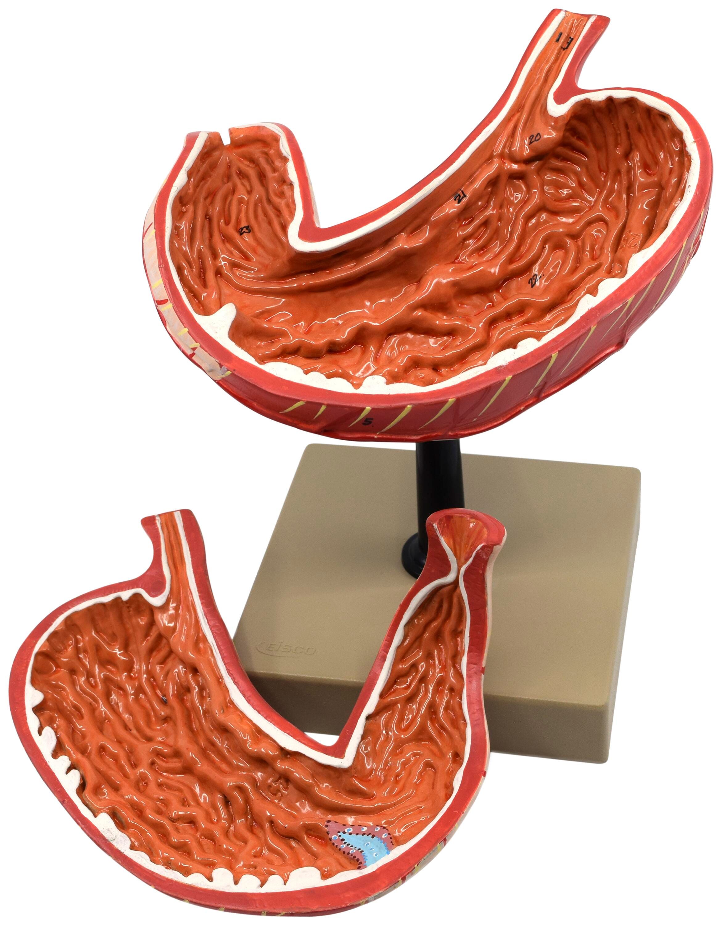 MODEL HUMAN STOMACH THREE DIMENSIONAL